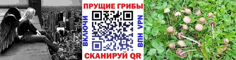 Псилоцибиновые грибы прущие грибы  Екатеринбург 